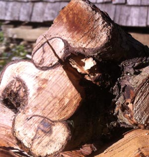 hawthorn firewood