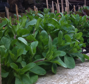Lambs Lettuce