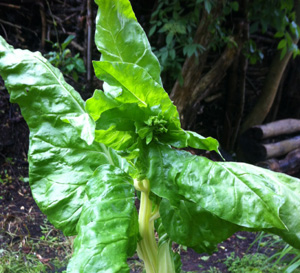 Swiss Chard