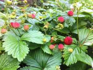 Alpine Strawberries