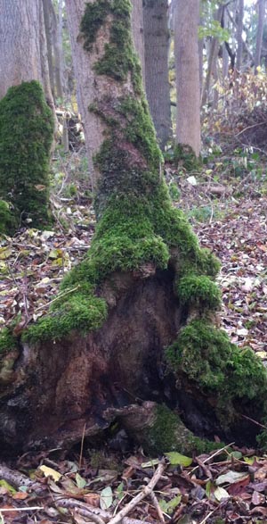 Ash stool