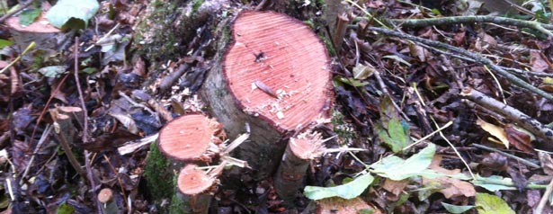 hazel coppice