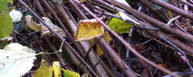 coppiced hazel rods