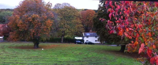 Horse Chestnut trees