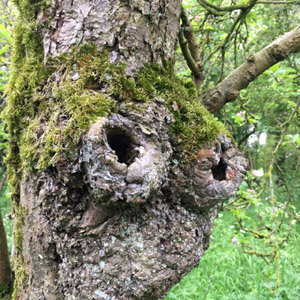 Beauty of Kent apple tree