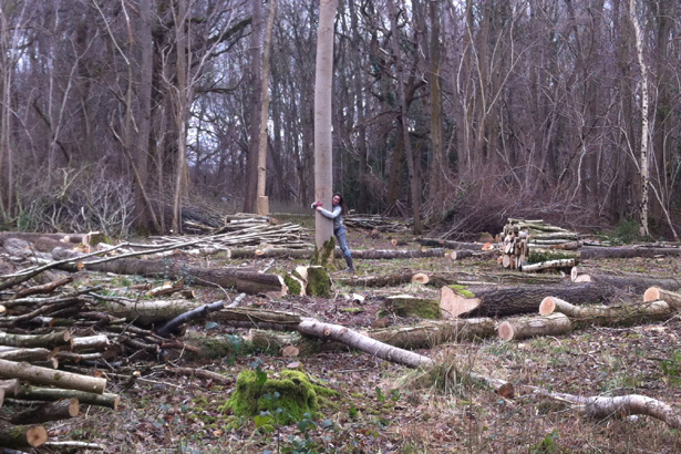 Love trees and learn how to build with them